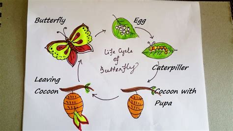 Life cycle of a butterfly drawing | How to draw a butterfly easy - YouTube