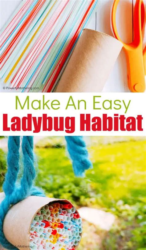 How to Make a Ladybug Habitat