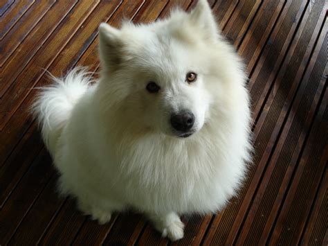 File:My dog.jpg - Wikimedia Commons