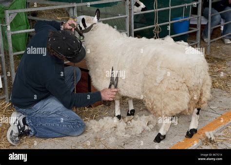 Sheeps fleece hi-res stock photography and images - Alamy