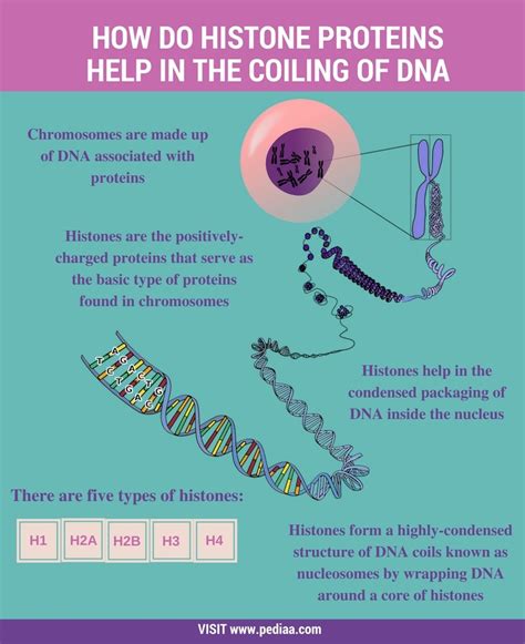 How Do Histone Proteins Help in the Coiling of DNA - Pediaa.Com