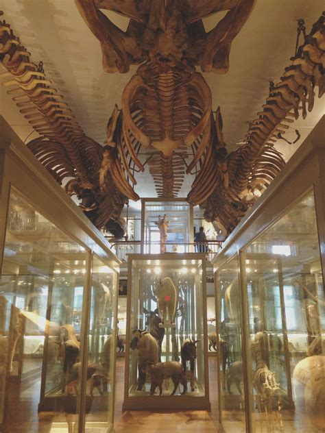 This museum is incredible! So many animals, bugs and fossils to explore! | Boston museums ...