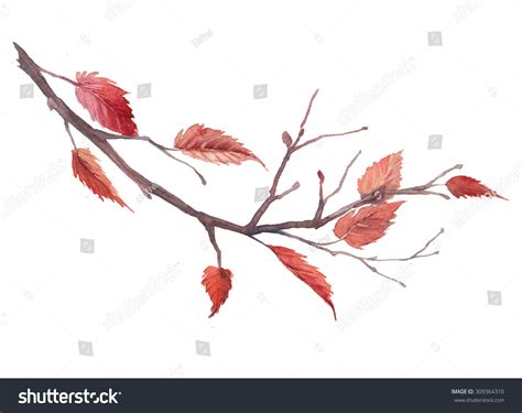 Watercolor Autumn Tree Branch Hand Drawn Stock Illustration 309364310 ...