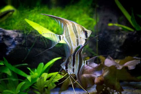 Angelfish Breeding 101: How To Breed Angelfish (2023 Guide)