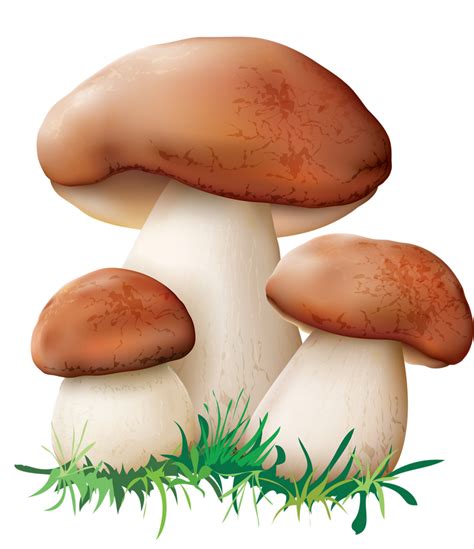 Mushroom clipart, Mushroom Transparent FREE for download on ...