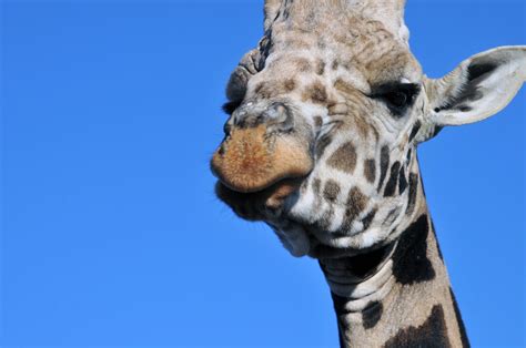 Giraffe Face Free Stock Photo - Public Domain Pictures