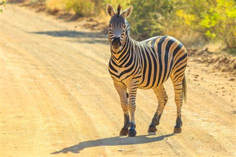 Marakele National Park Safari: Prices, Best time, Fees 2024