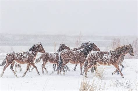 Wild Horses in Cold Snowy Weather Photograph by Marc Crumpler - Fine Art America