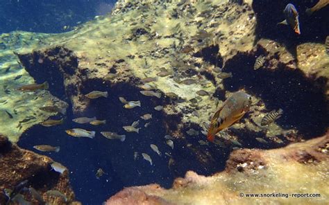 Snorkeling at Casa Cenote, Mayan Riviera | Snorkeling in Mexico