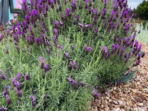 How to Grow and Care for Lavender Flower | Florgeous