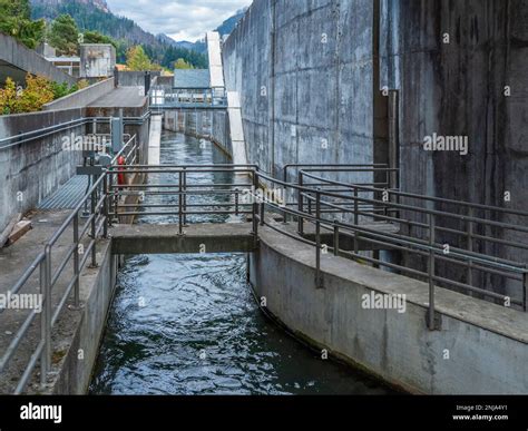 Fish ladders, Bonneville Dam, Columbia River Gorge National Scenic Area ...