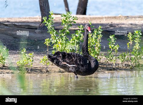 Black swan in a lake Stock Photo - Alamy