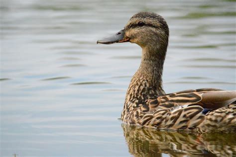 Duck Facts, Types, Identification, Habitat, Diet, Adaptations