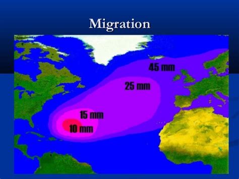 Eel migration