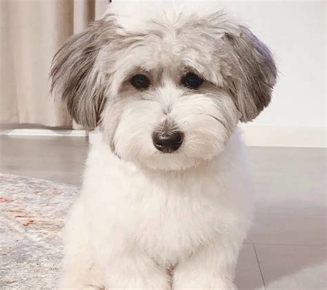 Coton De Tulear Poodle Mix - Pooton | 2022 Owners Guide