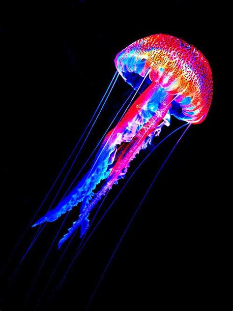 Colorful Jellyfish in Dark Water