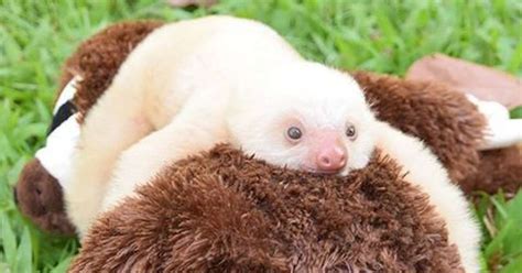 Baby Sloth Clings To Teddy Bear After Losing His Mom - The Dodo