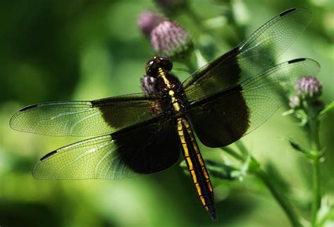 All of Nature: Dragonfly Count at Springbrook