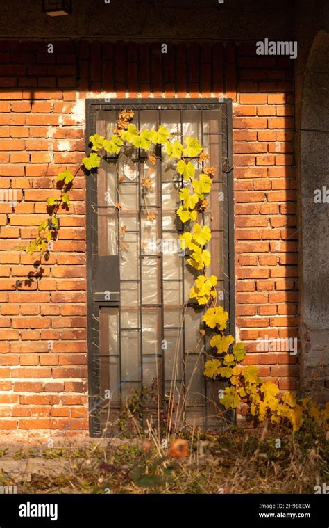 Abandoned house front door with vine leaves crawling on Stock Photo - Alamy