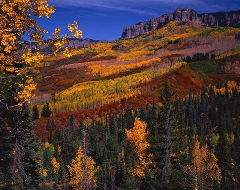 Autumn colors, Uncompahgre National Forest, CO | Fall colors, National forest, Forest