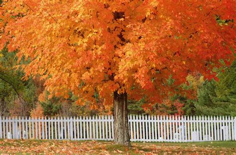 10 Maple Trees for Best Fall Color