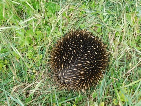 Echidna-egg laying mammal-500th post! - 10,000 Birds