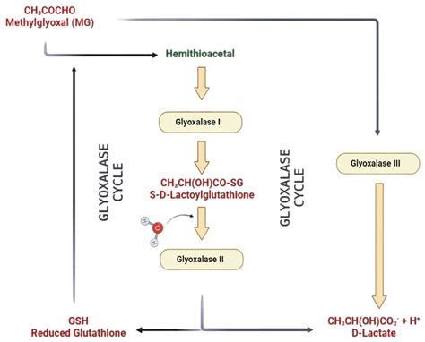 Life | Free Full-Text | Molecular Assessment of Methylglyoxal-Induced Toxicity and Therapeutic ...