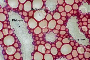 15 Difference Between Protoxylem And Metaxylem (With Pictures) - VIVA DIFFERENCES