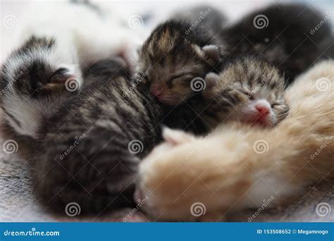 Newborn Kittens For Free : The Kitten Nursery Kitten Rescue / I was at my aunts house and her ...