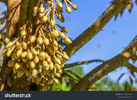 Flower Durian Stock Photos - 6,867 Images | Shutterstock