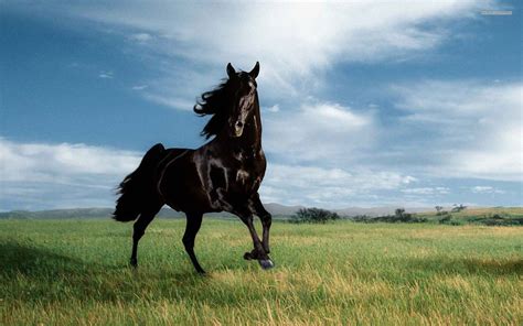 Wild Black Stallion wallpaper free | Horses, Horse wallpaper, Wild horse pictures