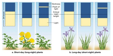 Photoperiodism: Flowering in Plants (Part I) : Plantlet