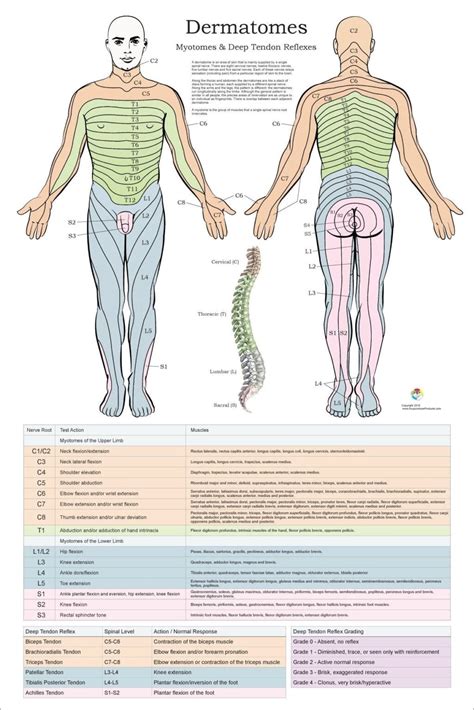 Dermatomes Myotomes And DTR Poster 20 X 30 Chiropractic Medical Nervous System Chart In 2022 ...