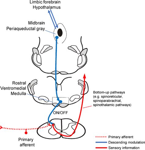 The PAG-RVM descending pain-modulating pathway exerts facilitatory and... | Download Scientific ...