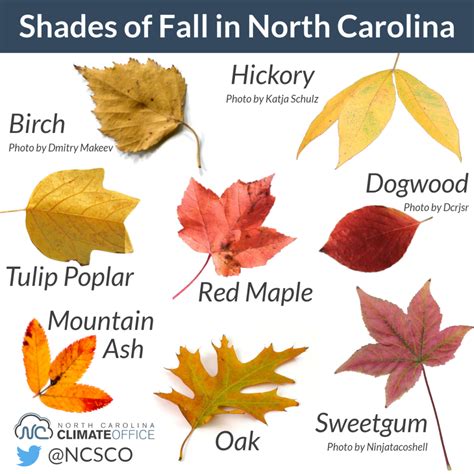 The Leaves, They Are a Changin’… But Why? - North Carolina State Climate Office