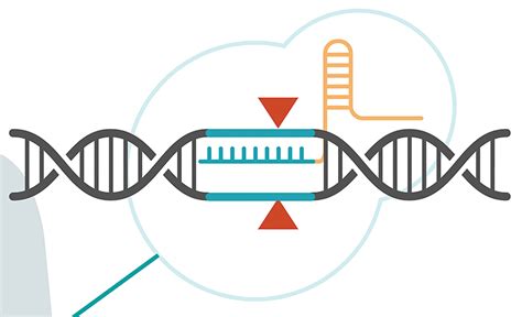 CRISPR-Based Therapeutics Blaze an In Vivo Path to the Clinic