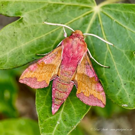 Small Elephant Hawk Moth | Hawk moth, Moth, Small elephant