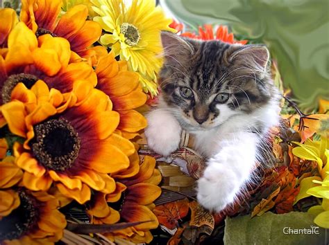 "Venus ~ Cute Kitty Cat Kitten in Fall Sunflowers and Gerberas" Canvas Prints by Chantal ...