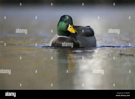 Drake mallard duck Stock Photo - Alamy