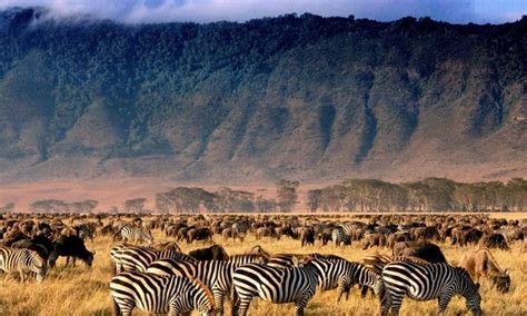 9 Facts about Ngorongoro Crater | Ngorongoro Conservation Area