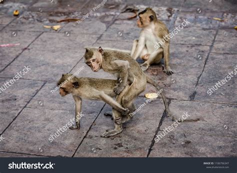 987 Monkeys mating Images, Stock Photos & Vectors | Shutterstock