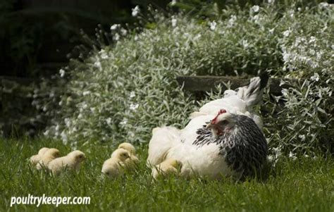 Hatching Eggs with a Broody Hen