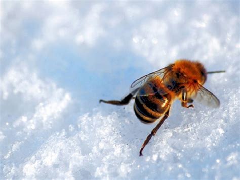 Best tips for getting your honeybees ready for winter! - MyBeeLine