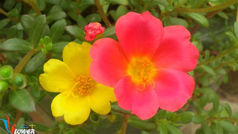 Ý nghĩa hoa mười giờ - Portulaca gradiflora