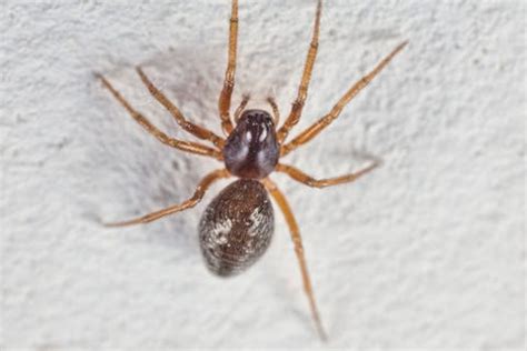 10 Most Common House Spiders - How to Identify a Dangerous Spider