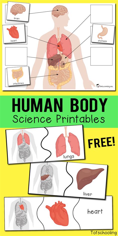 Free Human Body Printables - PRINTABLE TEMPLATES