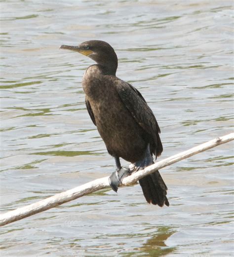 PHOTOGRAPHY BY DEB HIRT: More Rare Neotropic Cormorants Are on the ...