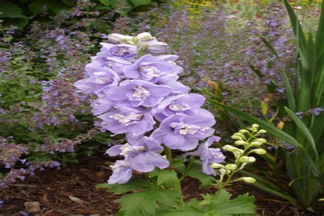 24 Types of Delphinium Varieties to Grow - The Arches