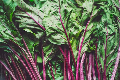 "Leaves Of Beetroots" by Stocksy Contributor "Lumina" - Stocksy