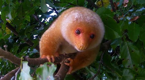 Common Spotted Cuscus/Kuskus | Project Noah